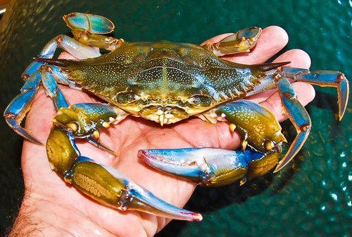 Photo of soft shell crab in hand over water.